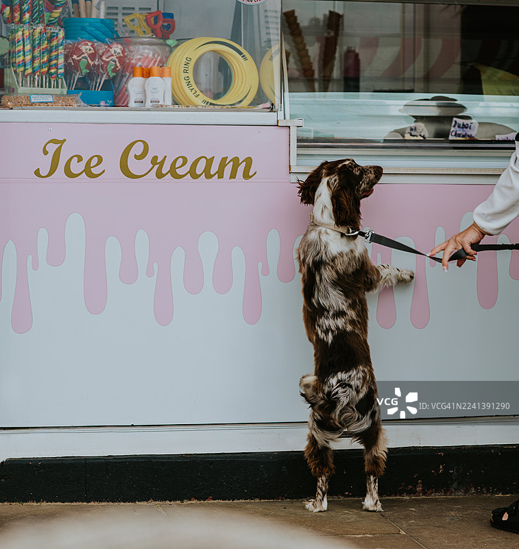 一只充满希望的狗狗，滑稽地等待着它的冰淇淋订单被送上。图片素材