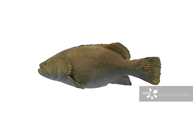 一条大鱼在白色背景上游动图片素材