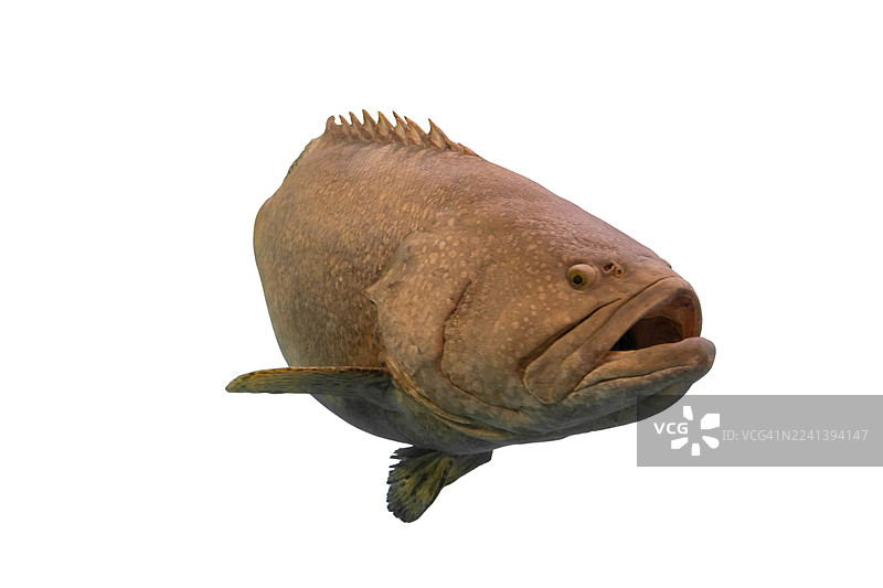 一条大鱼张着嘴在水中游动图片素材