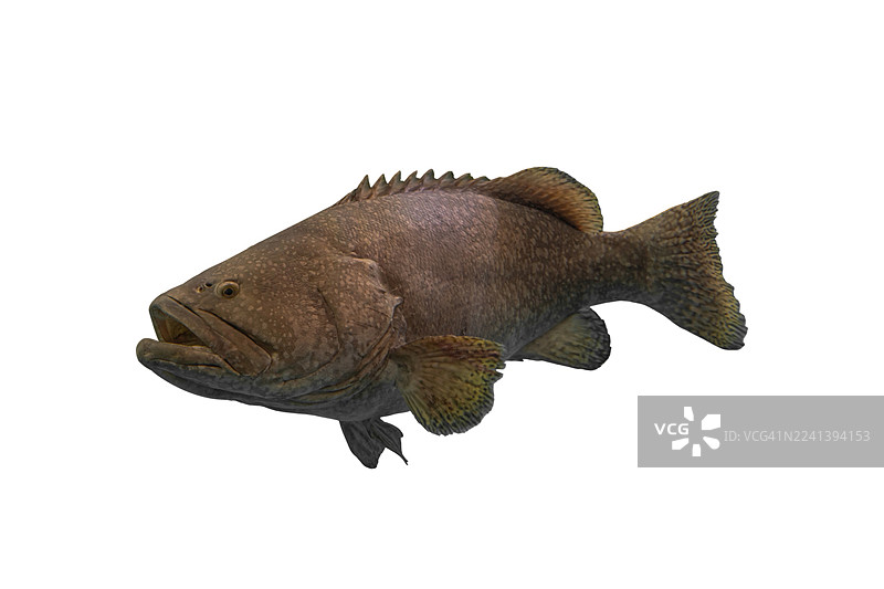 一条张着大嘴的大鱼在白色背景上图片素材