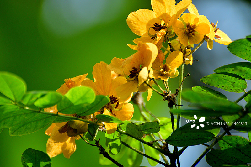 SENNNA SURATTENSIS / 光亮淋浴 / 金色番泻叶 /图片素材