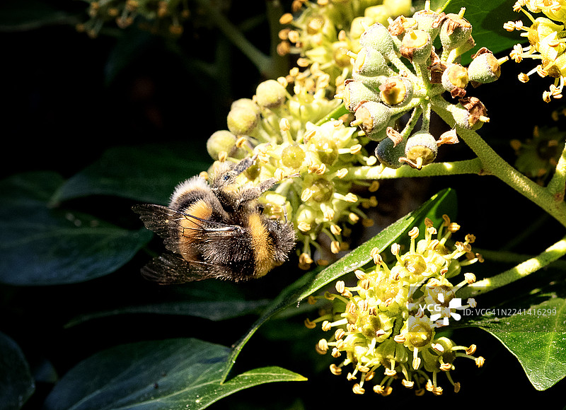 蜜蜂停在常春藤上图片素材