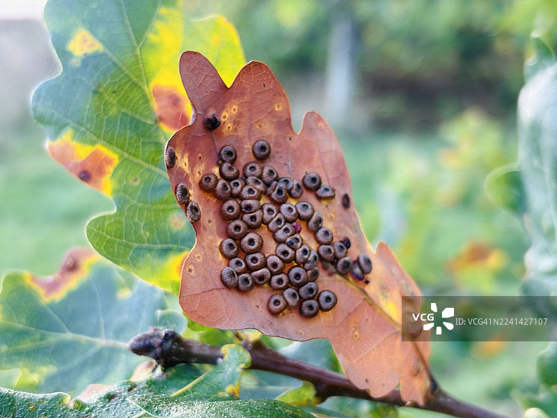 橡树瘿图片素材