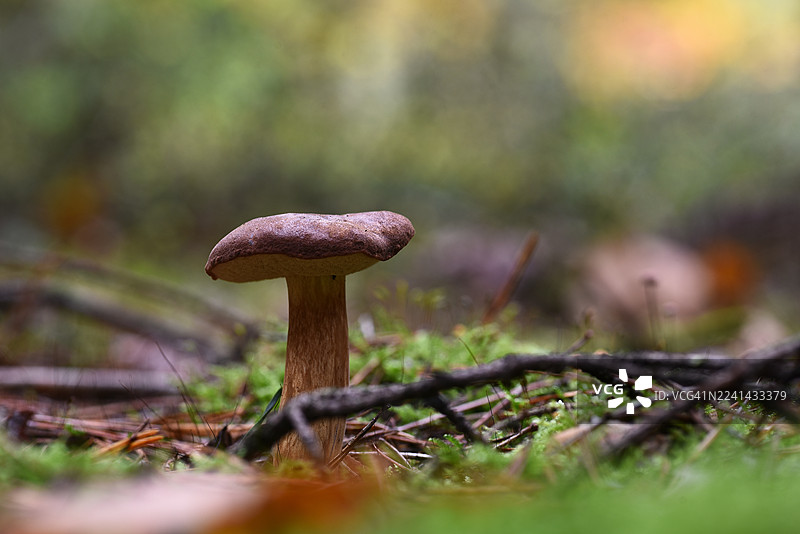 Ileria badia图片素材