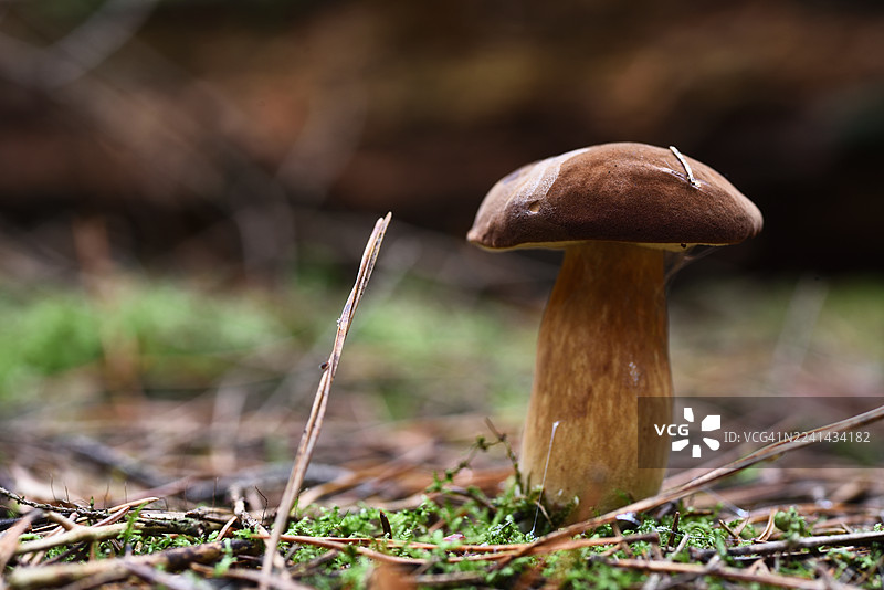 伊比利亚菌图片素材