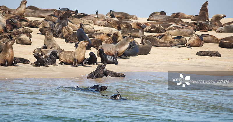阳光明媚的一天，一大群开普敦海狗在沙滩上晒太阳，在海里游泳。图片素材