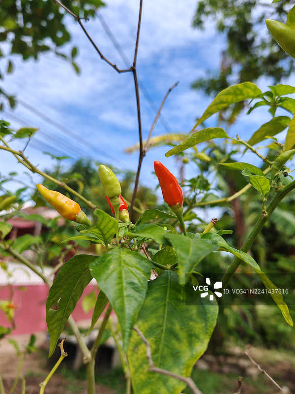 在蓝天下，植物上生长的鲜红、鲜黄和鲜绿的辣椒特写，展示了新鲜的农产品图片素材