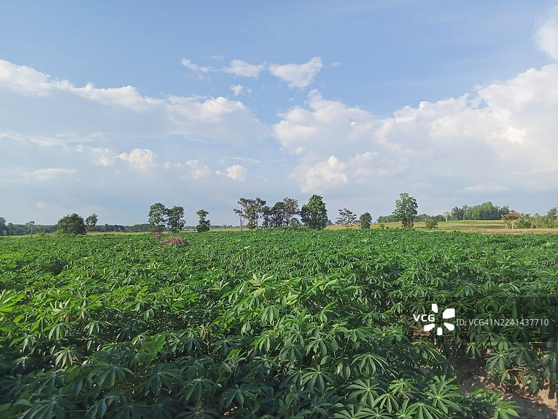 广阔的农田，在明亮的蓝天白云下，郁郁葱葱的绿色作物展现出乡村风光图片素材