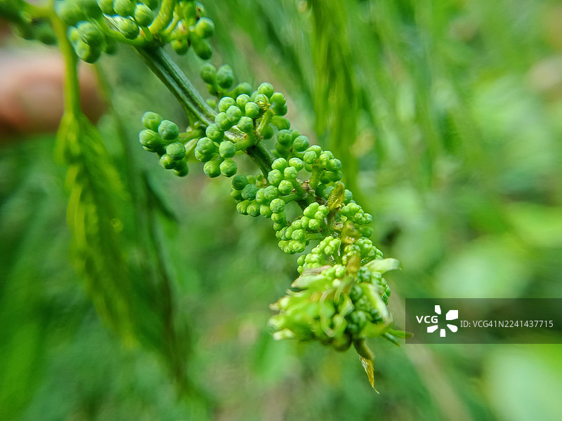 特写镜头，一只手轻轻触碰藤蔓上的一簇未成熟的绿色浆果，周围环绕着茂密的绿叶。图片素材
