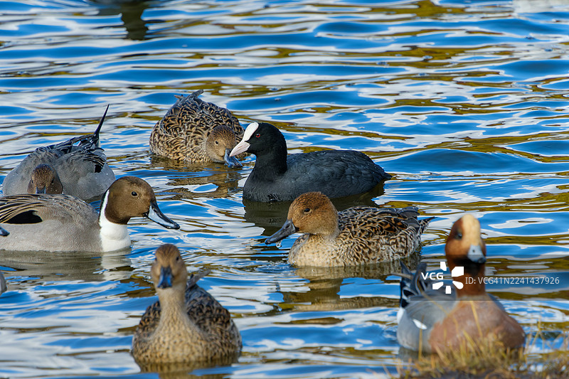 高角度拍摄的北方针尾鸭和一只 Eurasian Coot 在湖中游泳的画面。图片素材