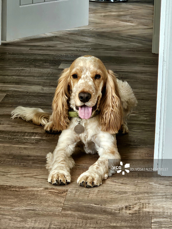 一只可爱的可卡颇犬趴在硬木地板上，伸出舌头看着镜头图片素材