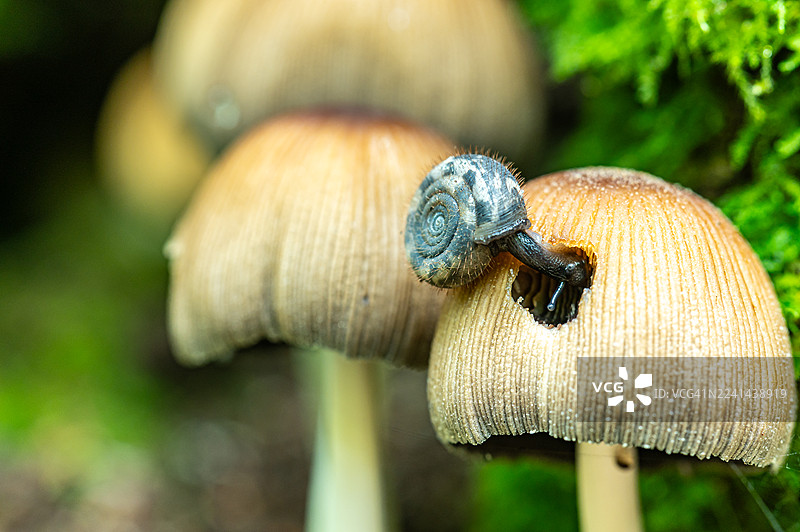 特写：一只小蜗牛趴在蘑菇上，头埋进一个洞里，周围是茂密的绿色苔藓图片素材