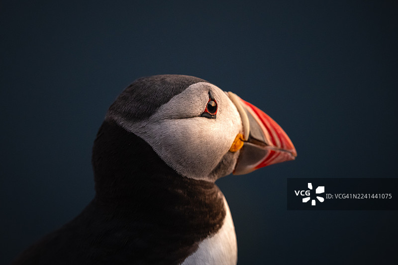 特写镜头展示了大西洋海鹦的侧面轮廓，其色彩鲜艳的喙在深蓝色背景下显得尤为突出。图片素材