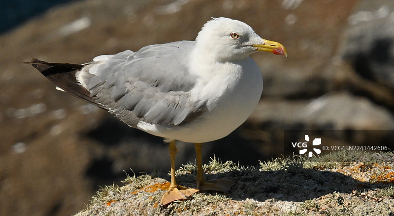 特写镜头，一只海鸥栖息在布满纹理的岩石上，沐浴在自然光下。图片素材