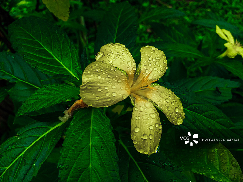 雨后，一株生机勃勃的绿植特写，上面点缀着一朵黄色的小花和晶莹的水珠，展现着自然的勃勃生机。图片素材