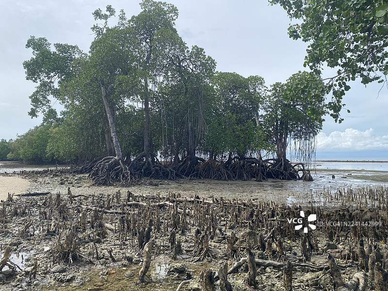退潮时，热带红树林景致，露出盘根错节的树根，天空布满云彩。图片素材