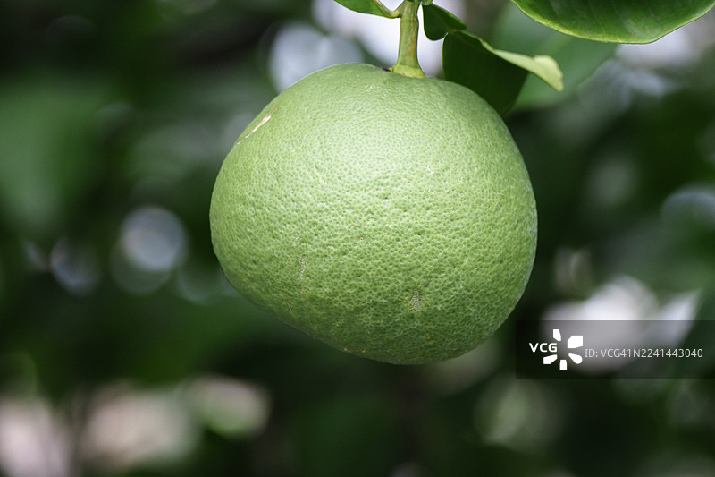 枝头绿叶丛中，一颗青柠在树枝上生长，特写镜头图片素材