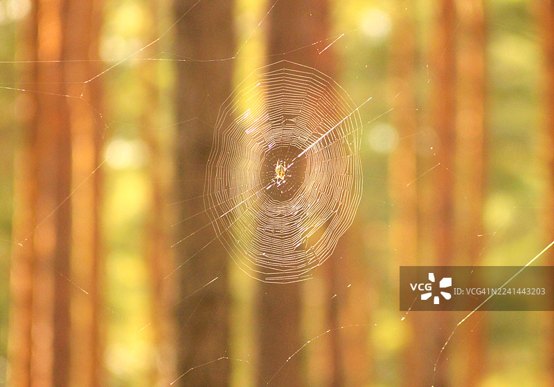 特写镜头：一只蜘蛛在其精心编织的网上，背景是柔和模糊的森林，展现了大自然的精巧工程。图片素材