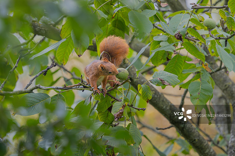 长有绿叶的树枝上一只红松鼠和一颗坚果图片素材