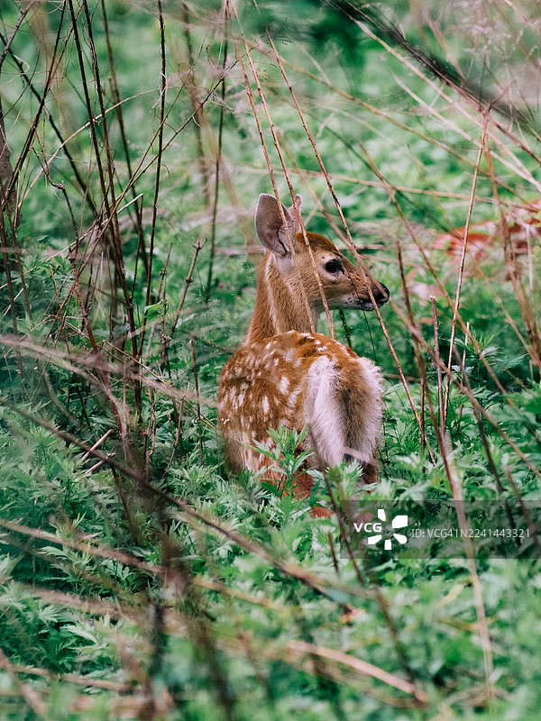 一只身上带有斑点皮毛的幼鹿，隐藏在自然户外环境中高大的绿色植物和干草之间。图片素材