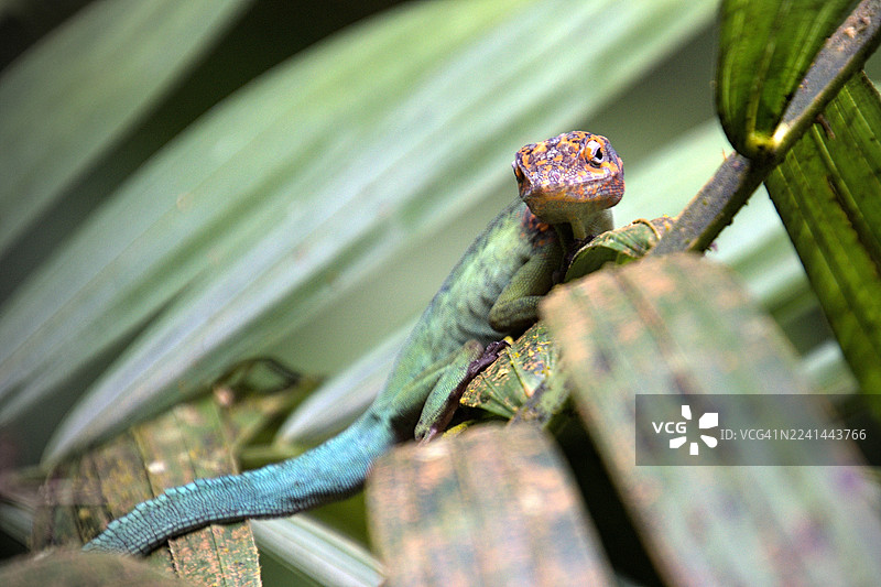 特写镜头：一只生机勃勃的绿蜥蜴，尾巴呈蓝色，栖息在自然环境中的植物叶子上。图片素材