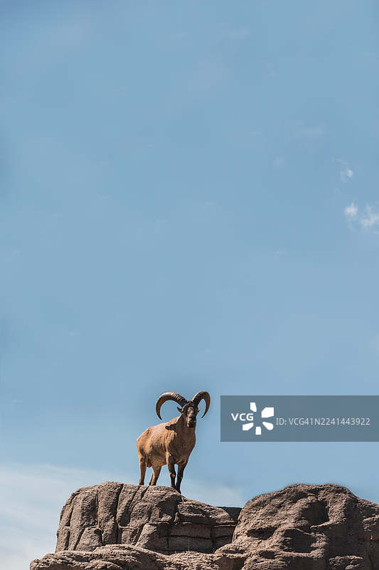 一只雄伟的巴巴利绵羊自豪地站立在岩石之上，背景是晴朗的蓝天，象征着野外的力量和韧性图片素材