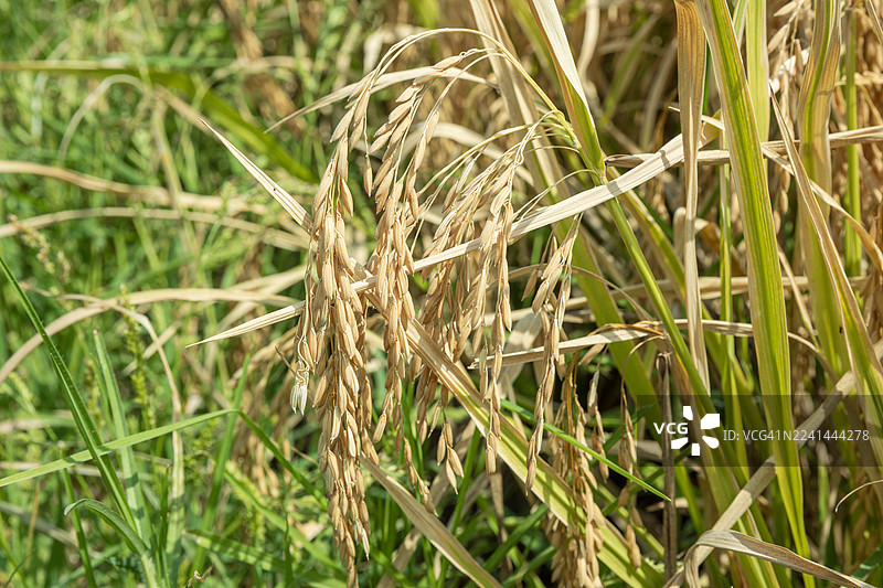 秘鲁阿雷基帕卡马纳山谷的稻田图片素材
