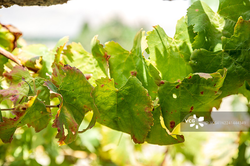 秘鲁阿雷基帕阿普劳山谷的葡萄叶图片素材