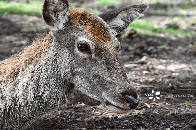 特写镜头下，一只鹿身处自然户外环境中，柔和的光线勾勒出它身上的皮毛，表情温和。图片素材