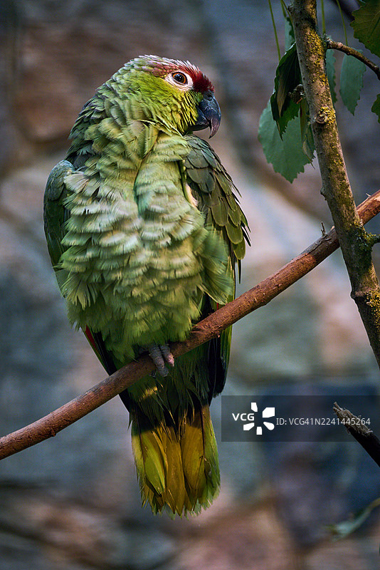 特写一只色彩鲜艳的绿色鹦鹉，身上有红色斑纹，它栖息在树枝上，并回过头张望。图片素材