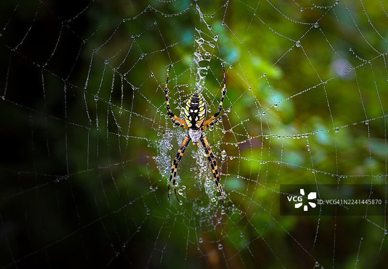 特写镜头：一只生机勃勃的黑黄相间的花园蜘蛛，停留在网上，网上挂着晶莹的露珠，背景是柔和的绿色。图片素材