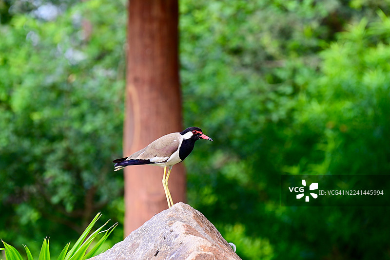 特写：一只红喉距翅㹴栖息在自然户外环境的岩石上图片素材