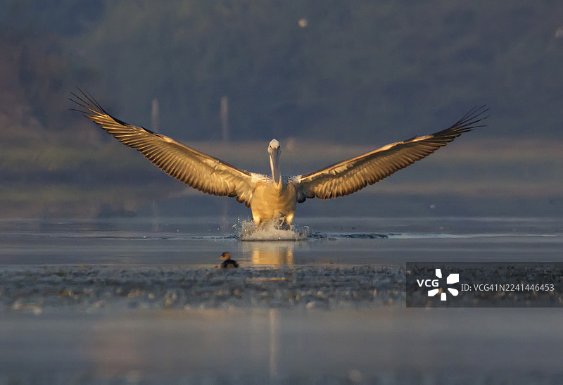 一只雄伟的鸟儿张开翅膀，在日落时分优雅地降落在水面上，激起一片水花。图片素材