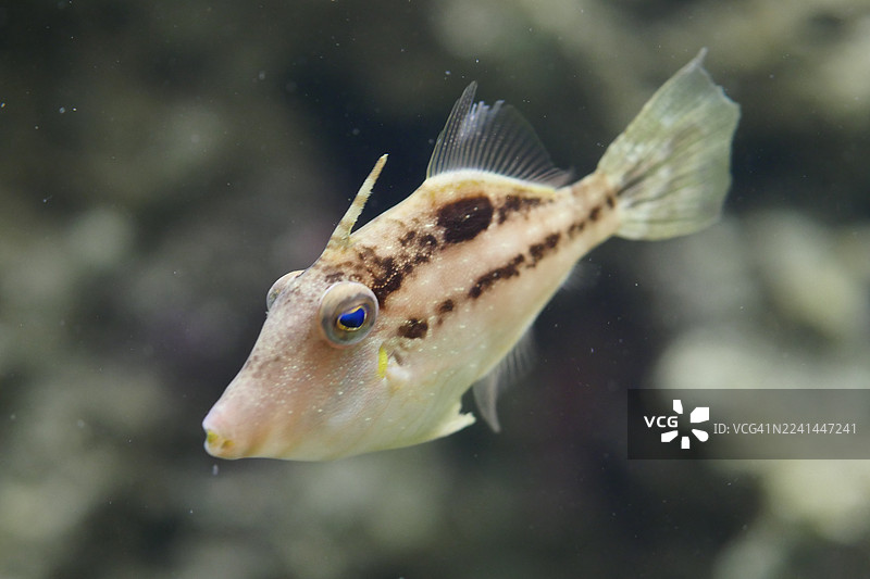 特写镜头：一条炮弹鱼在水族箱中游动，展示其独特的图案和鲜活的眼睛图片素材