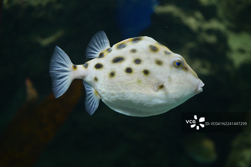 特写：一条身上有黑点的白色河豚在水族箱里游动图片素材