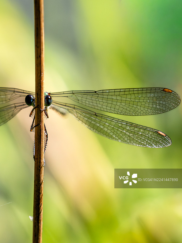 一只娇嫩的豆娘停歇在纤细的植物茎秆上，背景是柔和的绿色，特写镜头图片素材