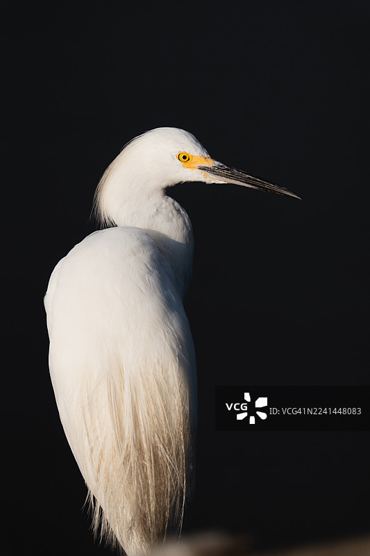 深色背景下，一只雄伟的雪鹭特写，它有着明亮的黄色眼睛和喙，展示着其优雅的白色羽毛。图片素材