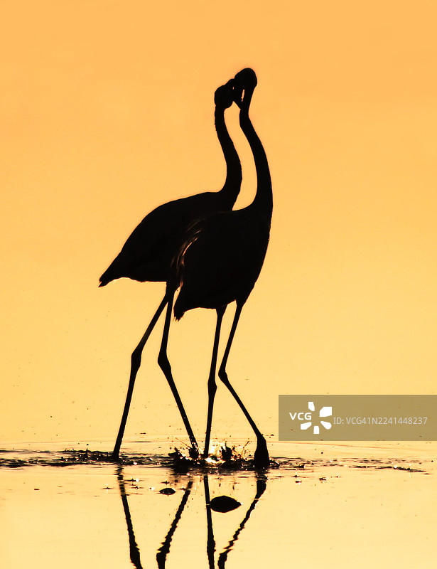 金色的日落天空下，两只火烈鸟的剪影，它们走在有倒影的浅水中。图片素材