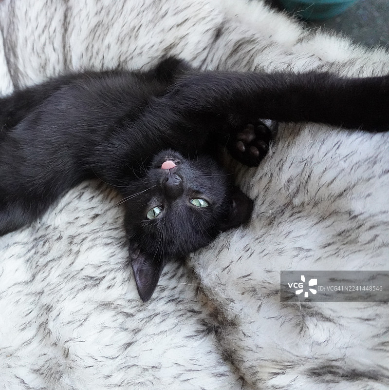 一只可爱的黑色小猫，绿眼睛，吐着舌头，躺在蓬松的毯子上图片素材