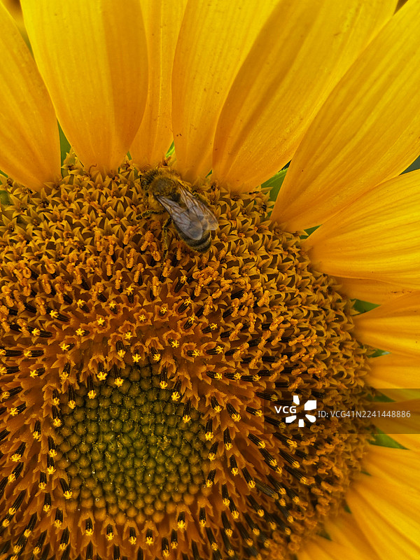 一只蜜蜂在盛开的鲜艳向日葵上授粉的特写，展示了自然精妙的细节和夏日的 

美丽。图片素材
