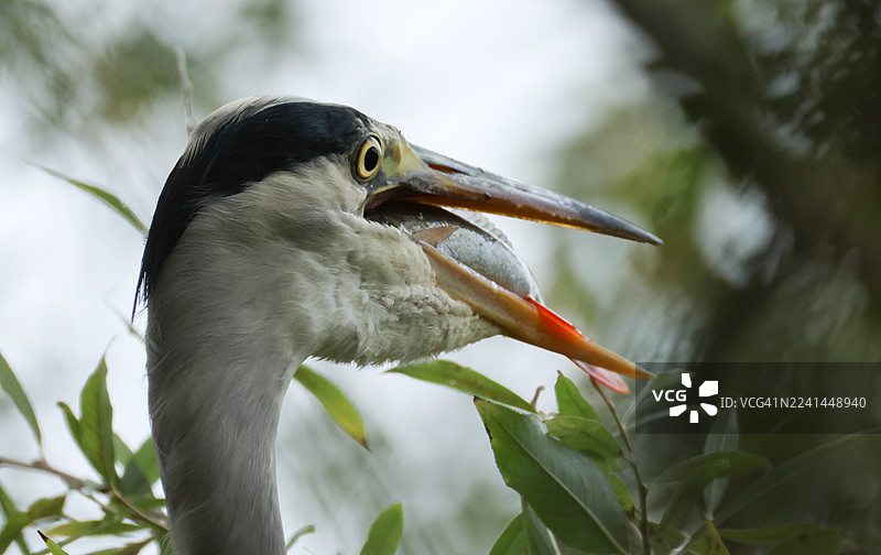 灰鹭（Ardea cinerea）的头部特写，正在吃鱼。图片素材