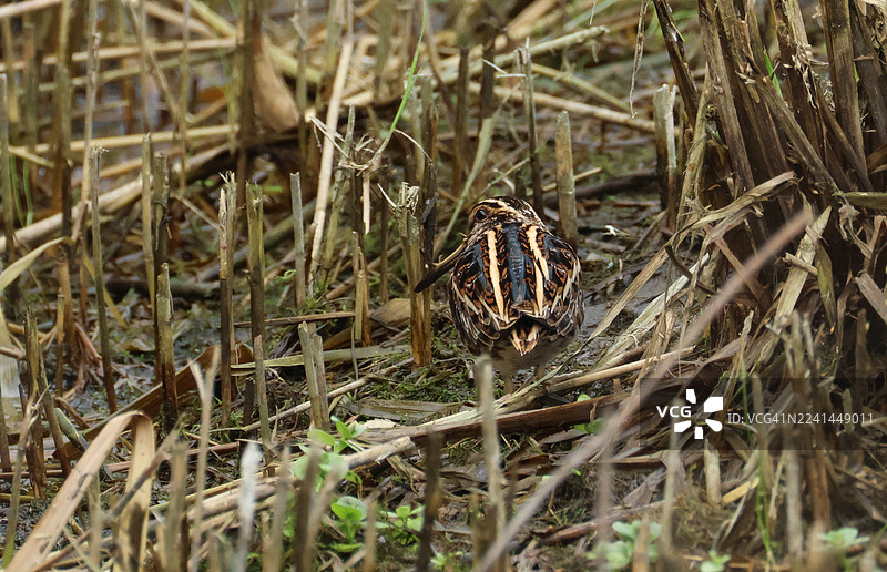 一种难以捉摸的欧洲林鹬（Lymnocryptes minimus），栖息在湿地边缘的芦苇丛中，正在休息和觅食。图片素材