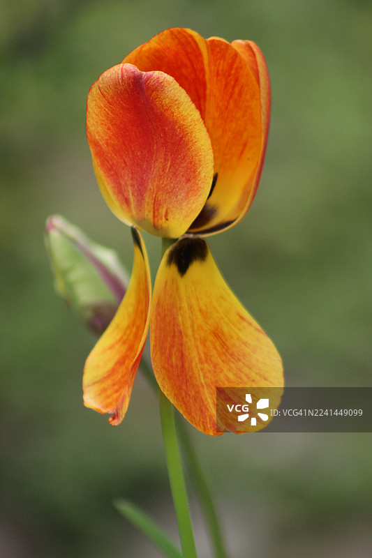 特写镜头下，一朵鲜艳的橙黄郁金香在柔和的绿色背景中，展现出其娇嫩的花瓣和自然之美。图片素材