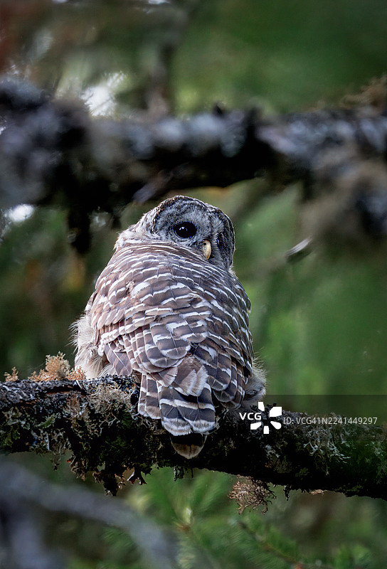 一只年轻的纵纹腹小鸮栖息在森林里的苔藓树枝上图片素材