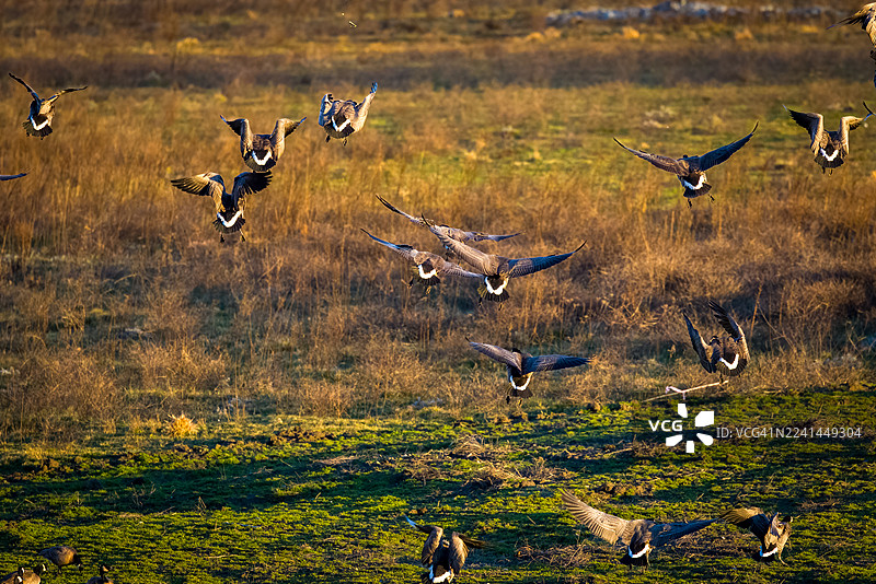 一群加拿大雁在黄金时刻降落在一片长满草的田野上图片素材