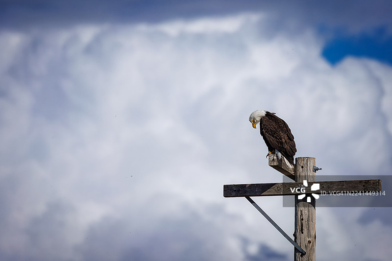 雄伟的白头海雕栖息于动态的天空背景下图片素材