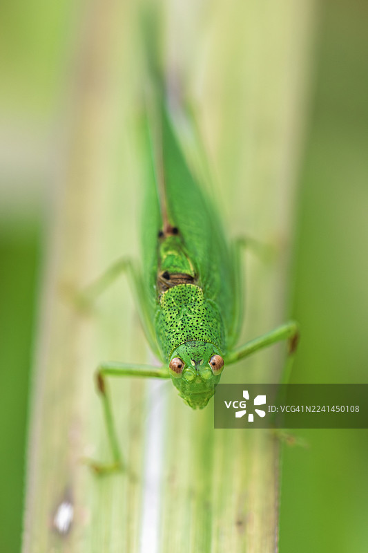一只绿色的蚱蜢栖息在叶子上，特写镜头直视镜头图片素材