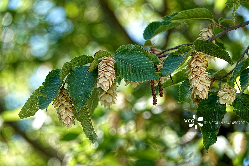 鹅耳枥的葇荑花序图片素材