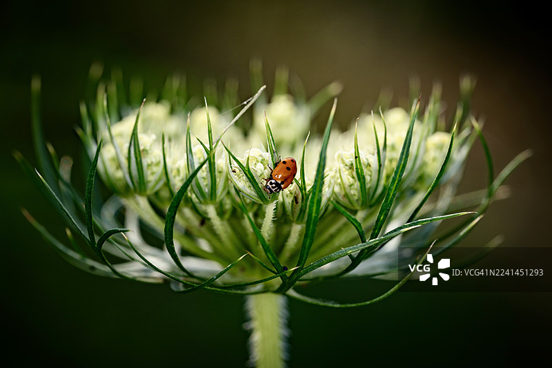 自然界中，一只瓢虫停留在野胡萝卜花上的特写图片素材