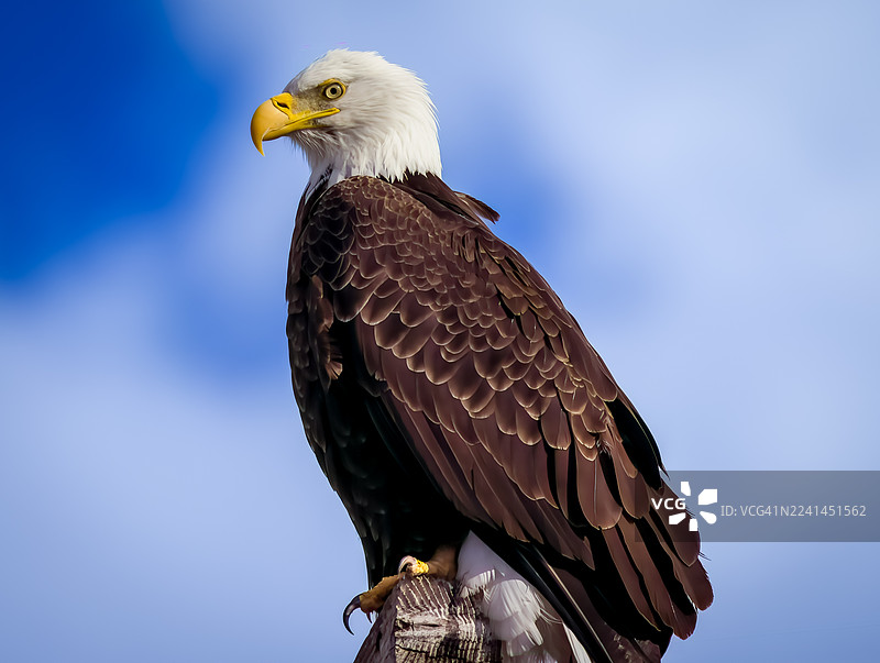 一只秃鹰栖息在蔚蓝的天空中图片素材
